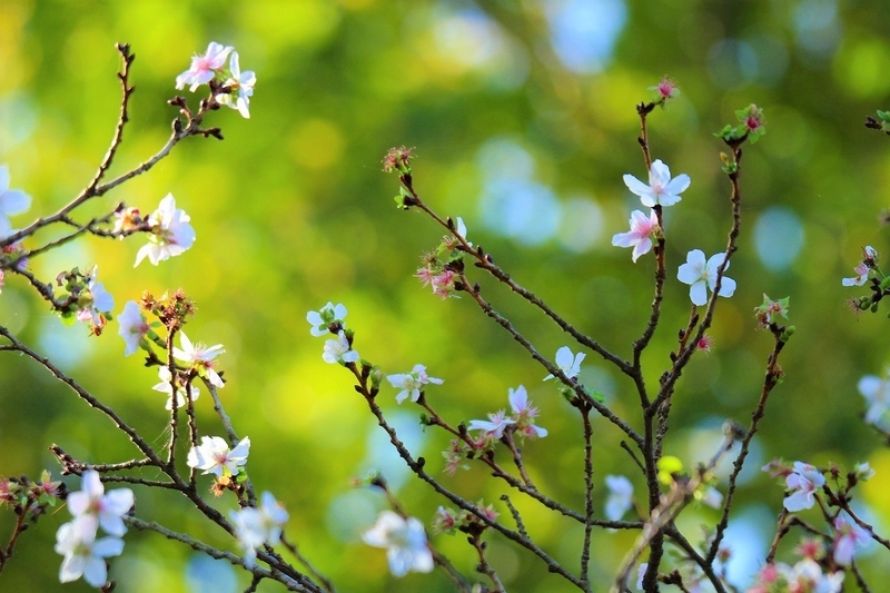 f:id:yuuko1220:20201118222152j:plain