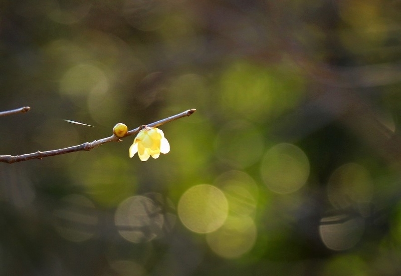 f:id:yuuko1220:20210124125100j:plain