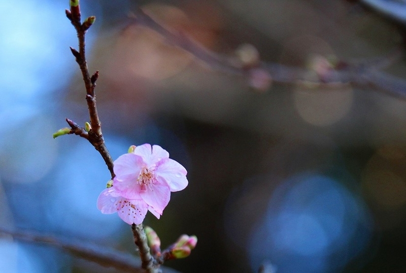 f:id:yuuko1220:20210130164841j:plain