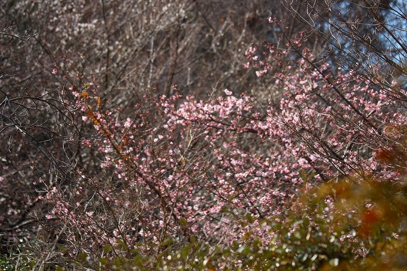 f:id:yuuko1220:20210211222417j:plain