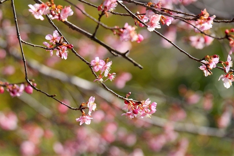 f:id:yuuko1220:20210211222422j:plain
