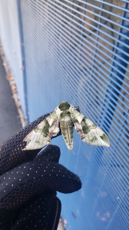 f:id:yuuko1220:20210423193036j:plain