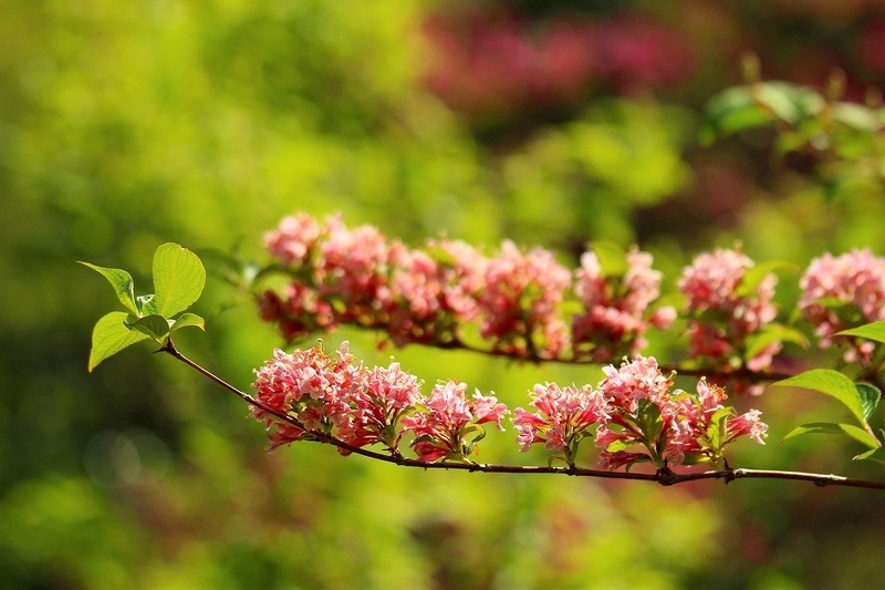 f:id:yuuko1220:20210425220533j:plain