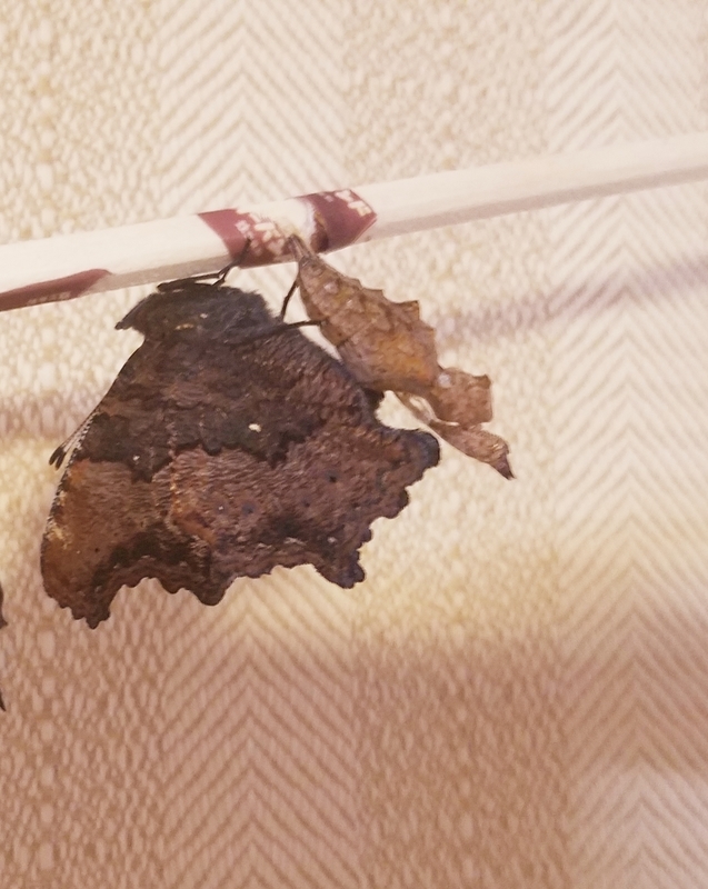 f:id:yuuko1220:20211029214354j:plain