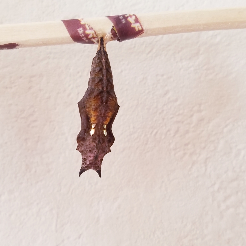 f:id:yuuko1220:20211029214400j:plain