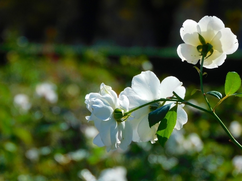 f:id:yuuko1220:20211030230330j:plain