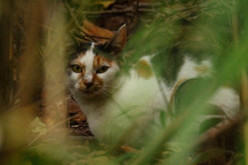 f:id:yuuko1220:20211030231147j:plain