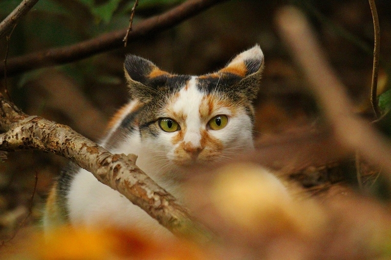 f:id:yuuko1220:20211030231159j:plain