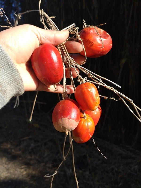 f:id:yuuko1220:20211212153421j:plain