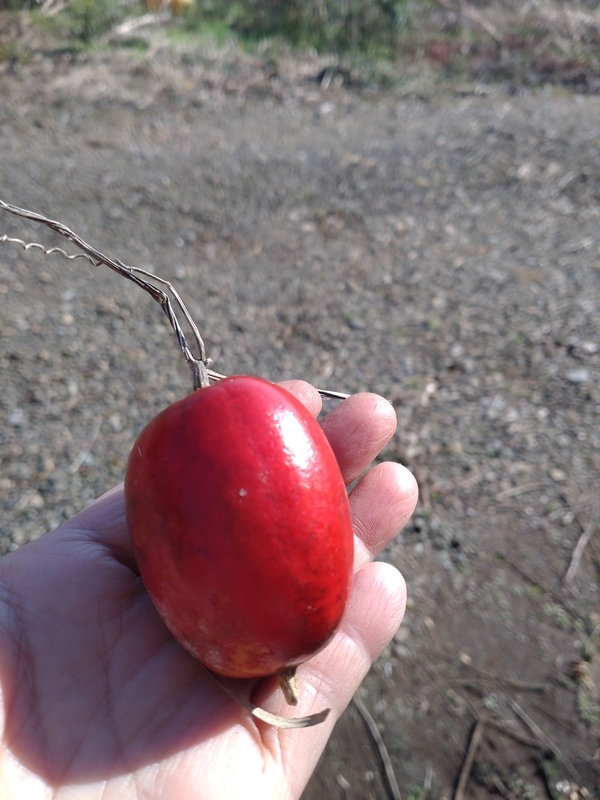 f:id:yuuko1220:20211212153620j:plain