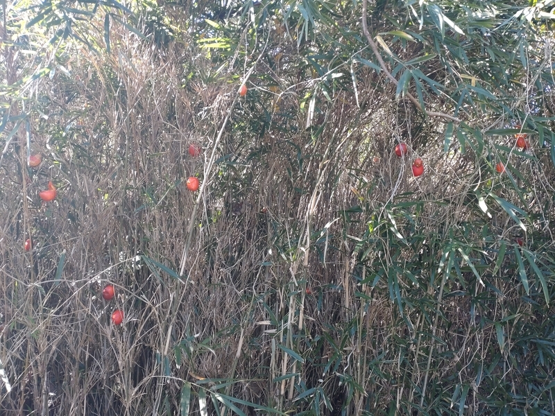 f:id:yuuko1220:20211212153628j:plain