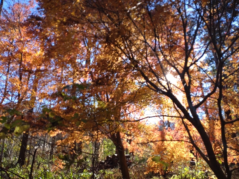 f:id:yuuko1220:20211219091047j:plain