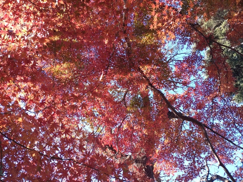 f:id:yuuko1220:20211219091056j:plain