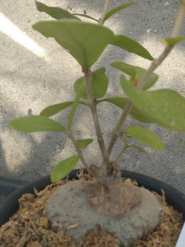 f:id:yuuko1220:20211219091113j:plain