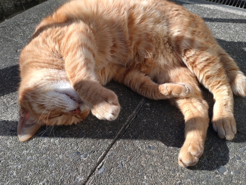 f:id:yuuko1220:20211219091216j:plain