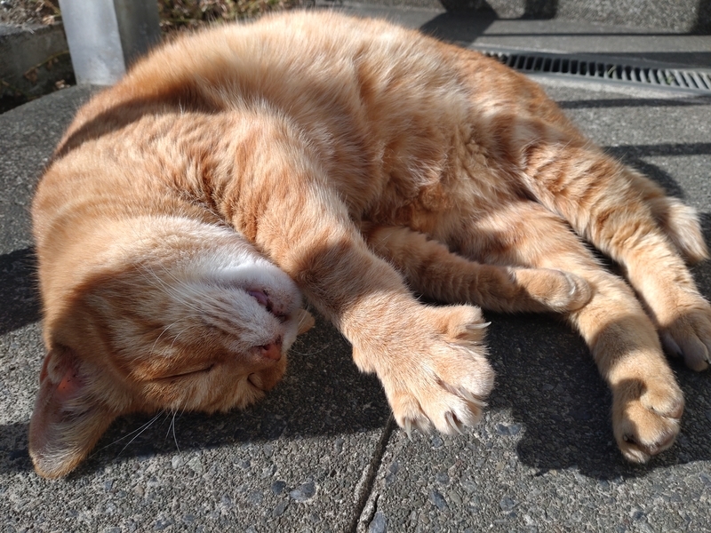 f:id:yuuko1220:20211219091225j:plain