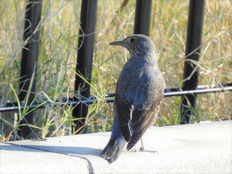 f:id:yuuko1220:20211219091801j:plain