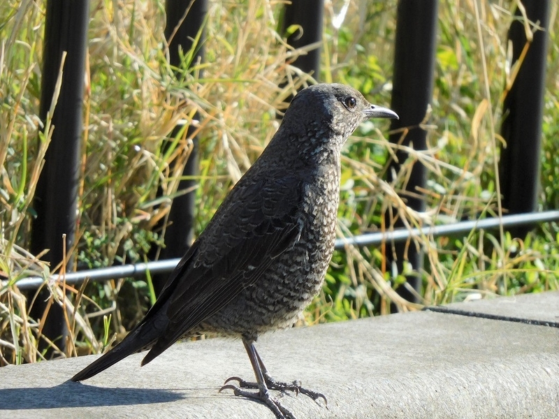 f:id:yuuko1220:20211219091805j:plain