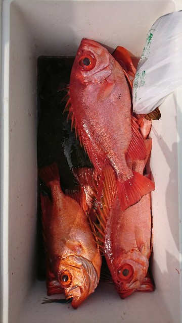 f:id:yuumaru0411:20190301164349j:image