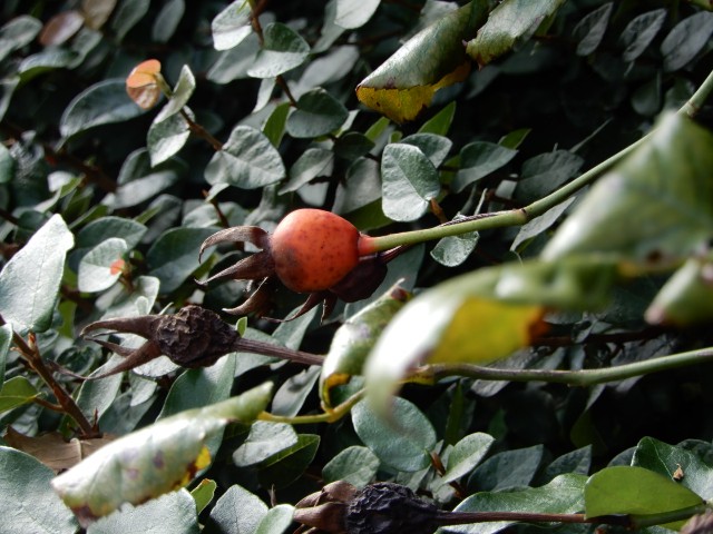 f:id:yuumicoyam:20201203204309j:image f:id:yuumicoyam:20201203204309j:image