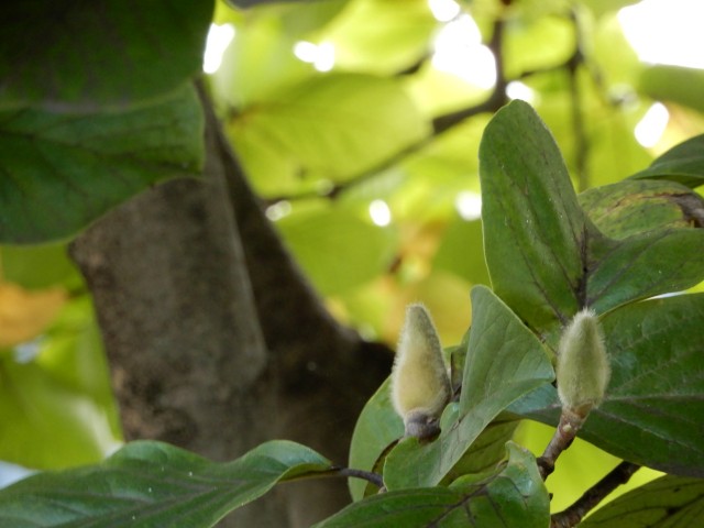 f:id:yuumicoyam:20201203204416j:image f:id:yuumicoyam:20201203204416j:image