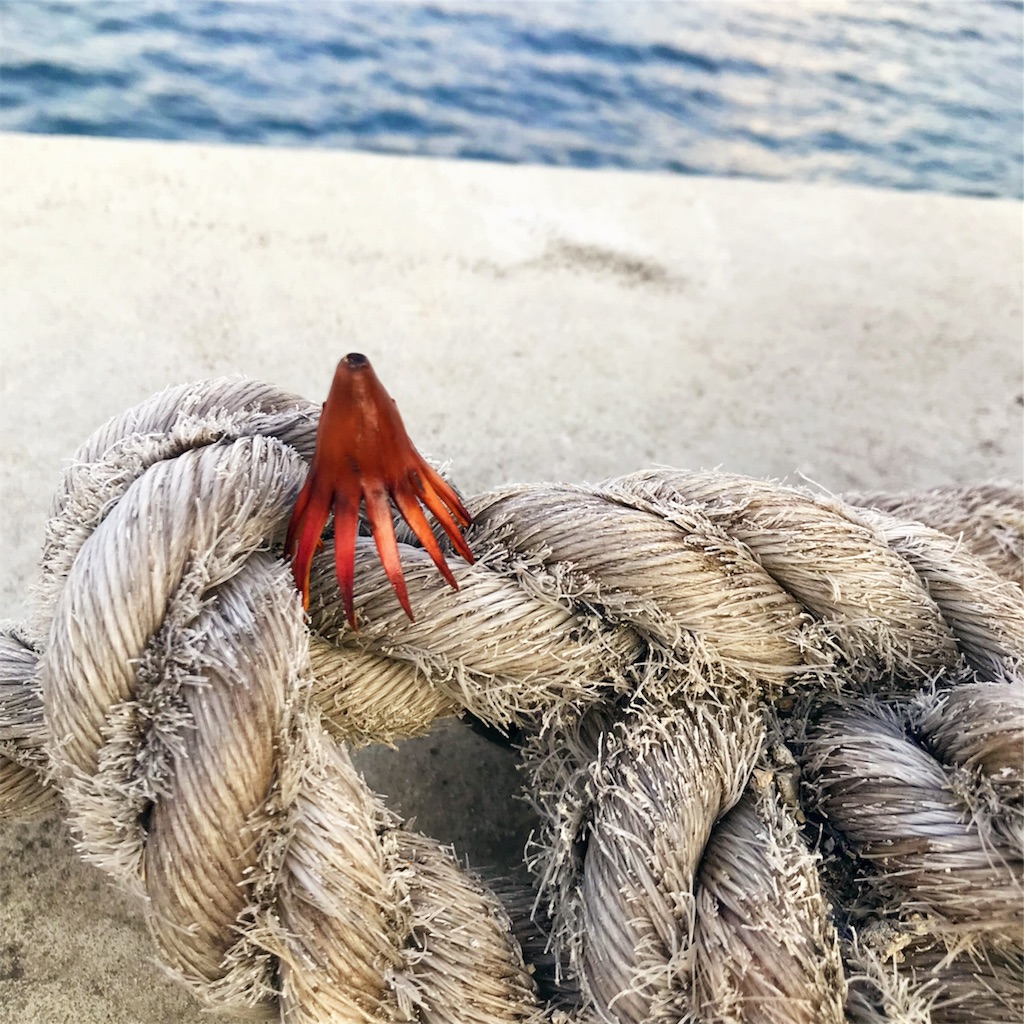 f:id:yuumiri:20190409142100j:image f:id:yuumiri:20190409142100j:image
