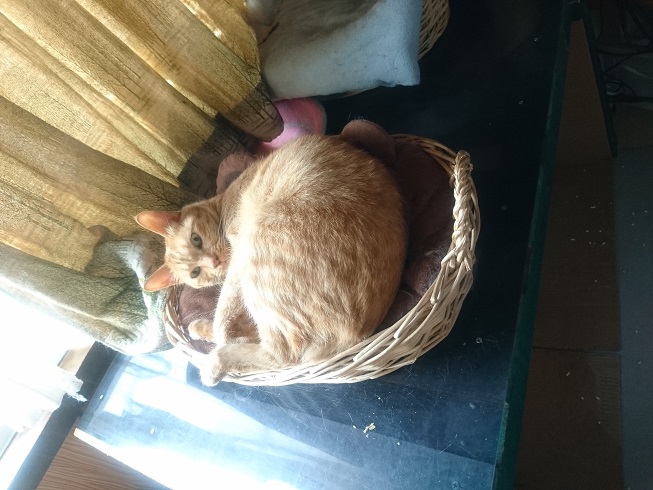 f:id:yuurika0118:20190731163139j:plain