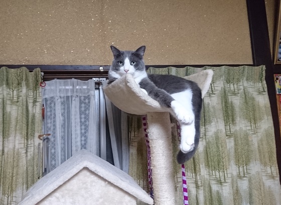 f:id:yuurika0118:20190731163146j:plain