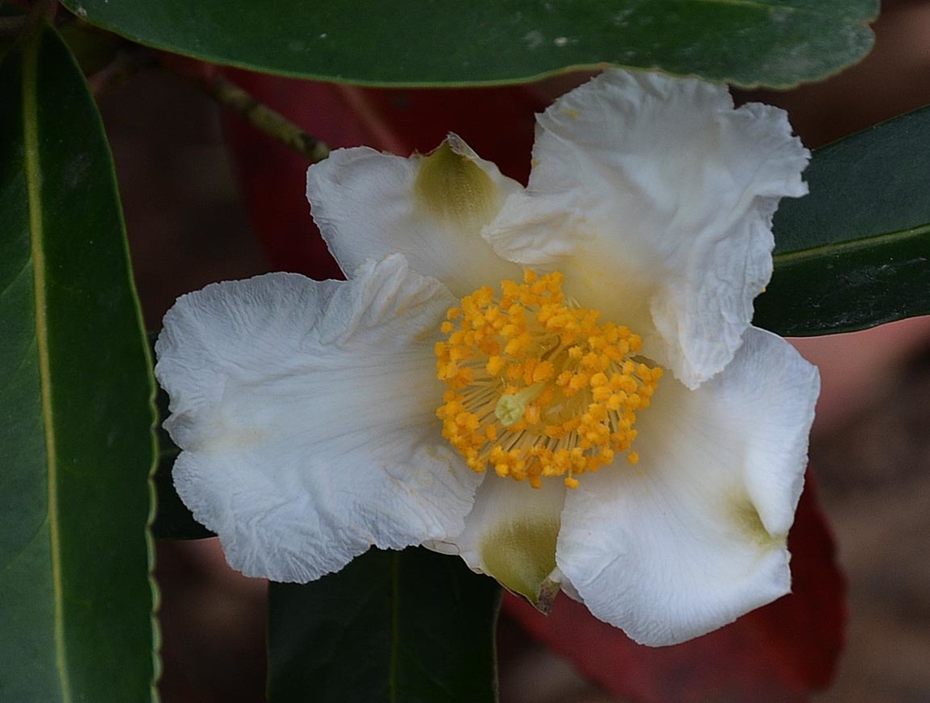 f:id:yuusuget:20190114015351j:plain