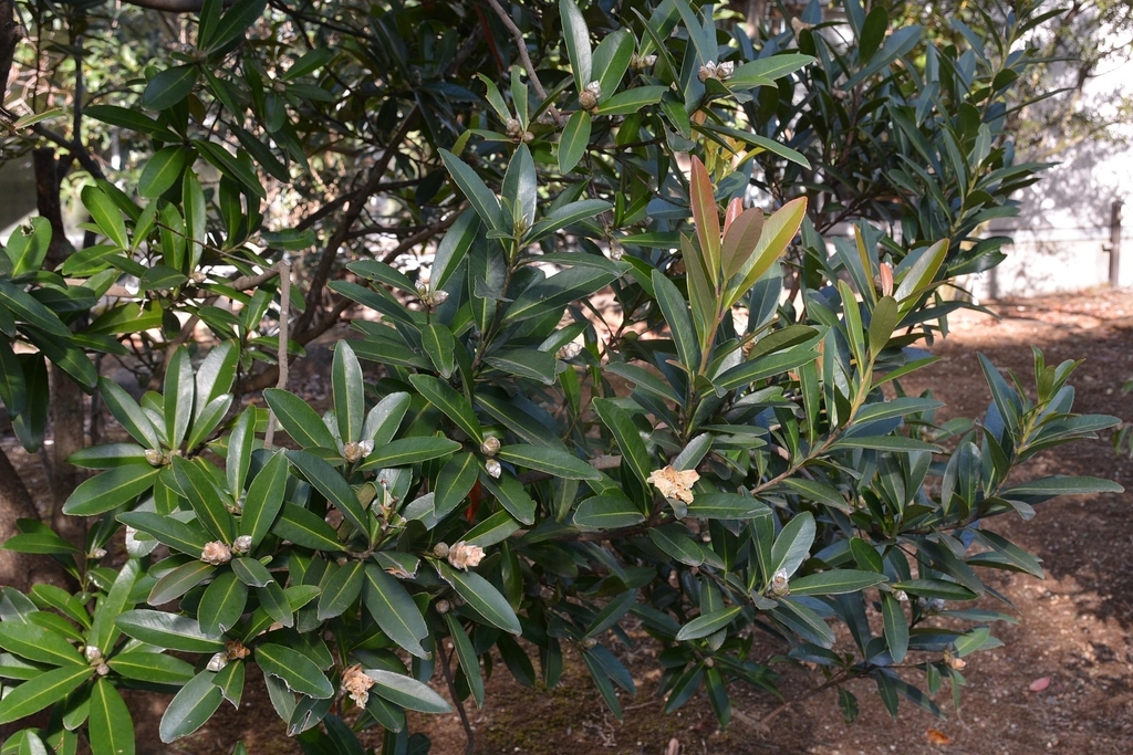 f:id:yuusuget:20190114020922j:plain