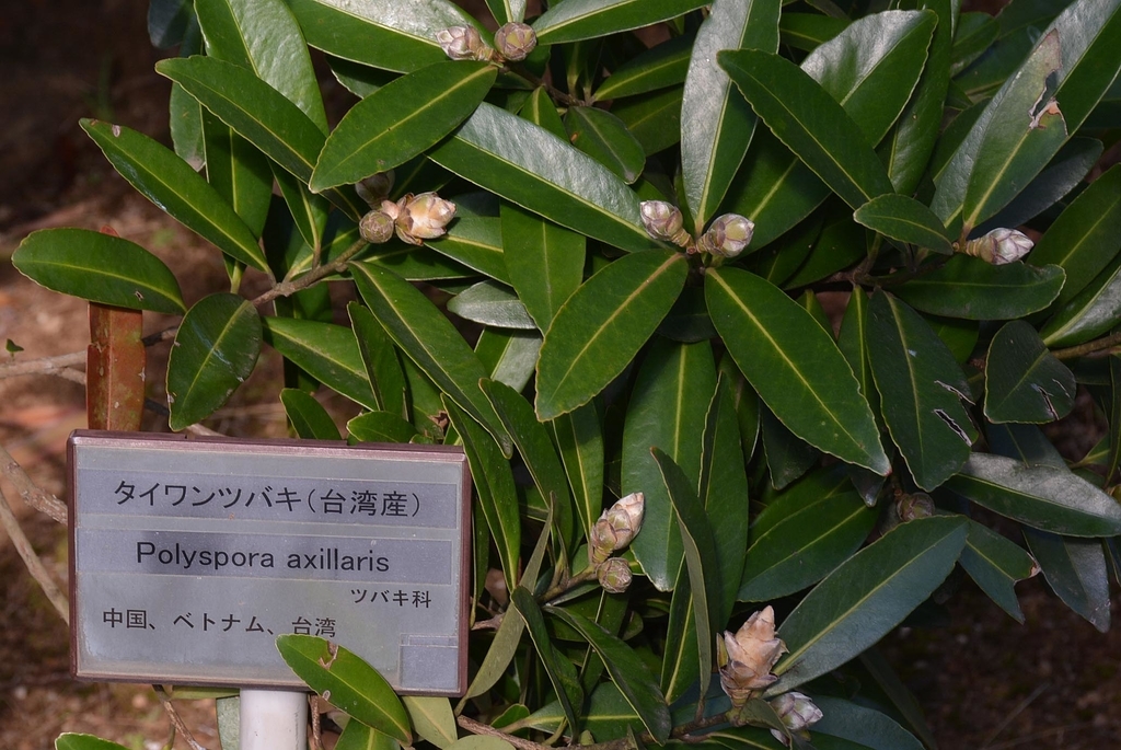 f:id:yuusuget:20190114021014j:plain