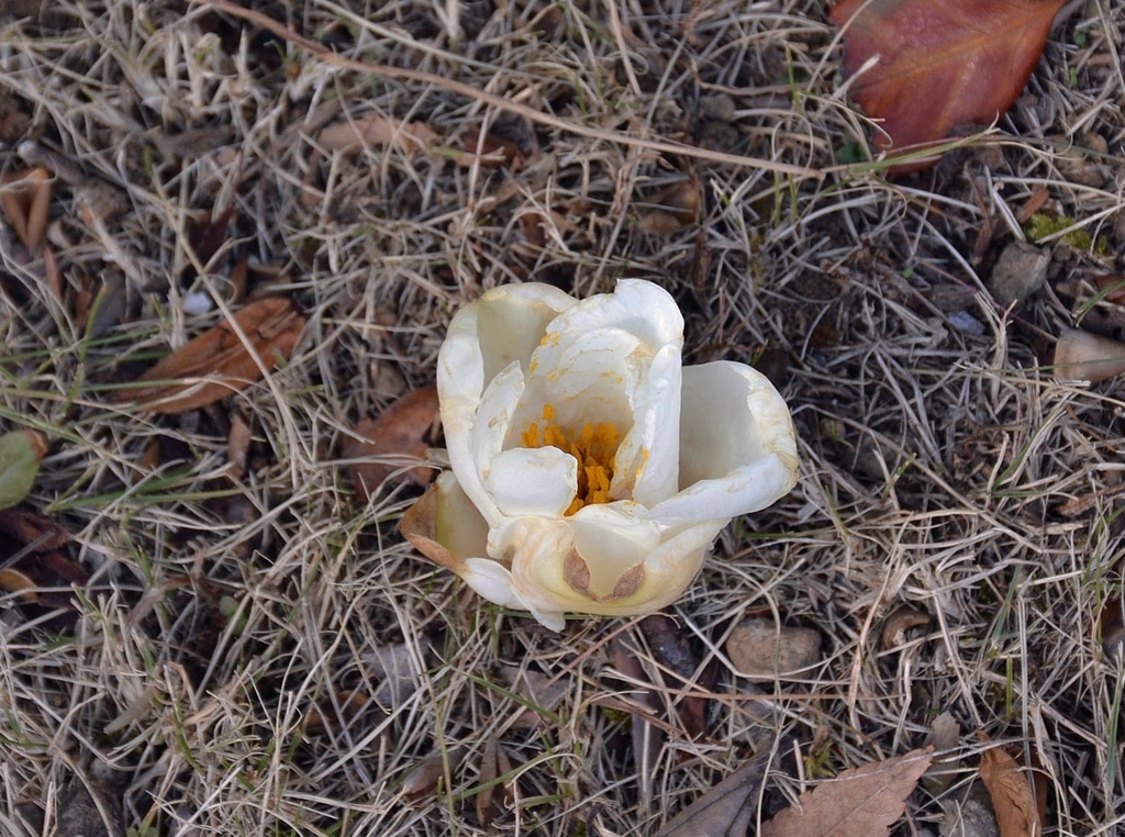 f:id:yuusuget:20190114021114j:plain