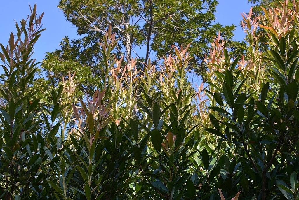 f:id:yuusuget:20190114021202j:plain