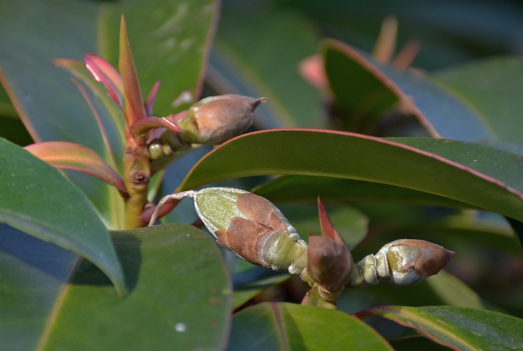 f:id:yuusuget:20190114021238j:plain