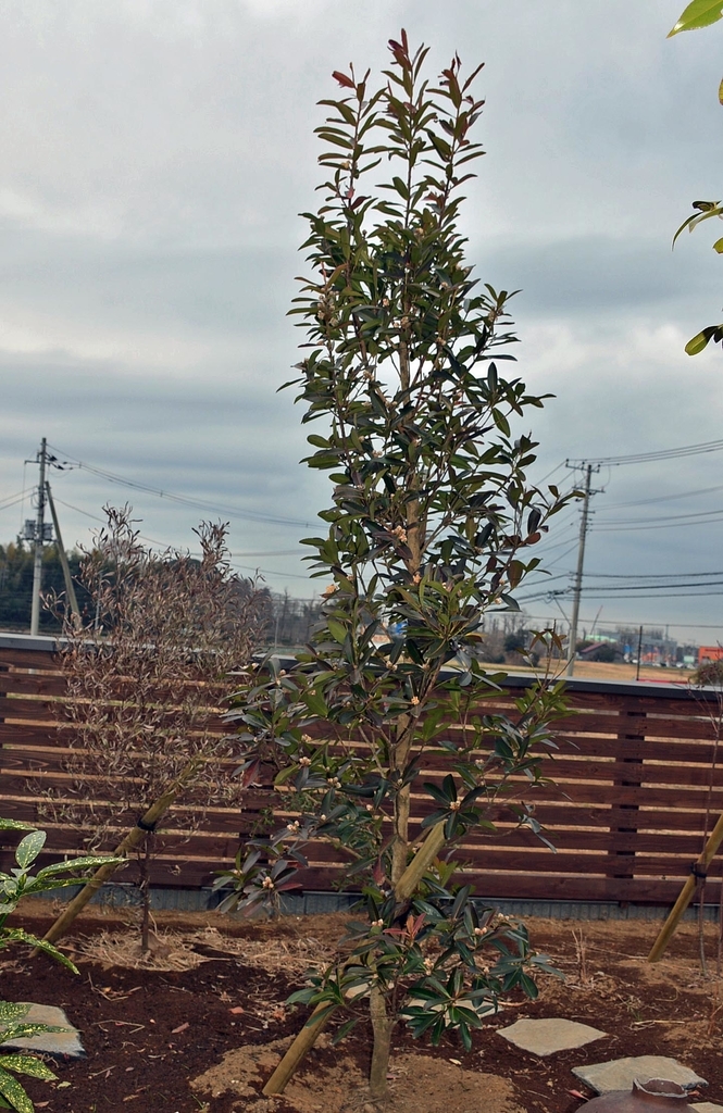 f:id:yuusuget:20190115162212j:plain