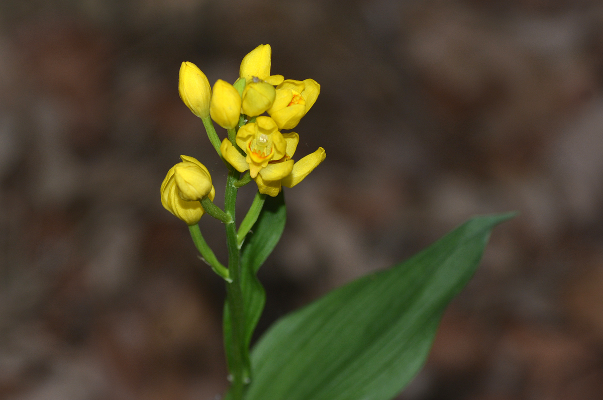 f:id:yuusuget:20190620014945j:plain f:id:yuusuget:20190620014945j:plain