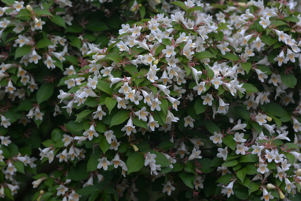 f:id:yuusuget:20190620015117j:plain f:id:yuusuget:20190620015117j:plain