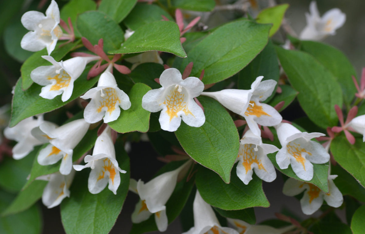 f:id:yuusuget:20190620015206j:plain f:id:yuusuget:20190620015206j:plain