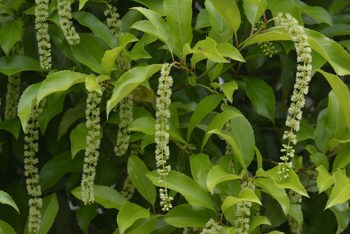 f:id:yuusuget:20190620015250j:plain f:id:yuusuget:20190620015250j:plain