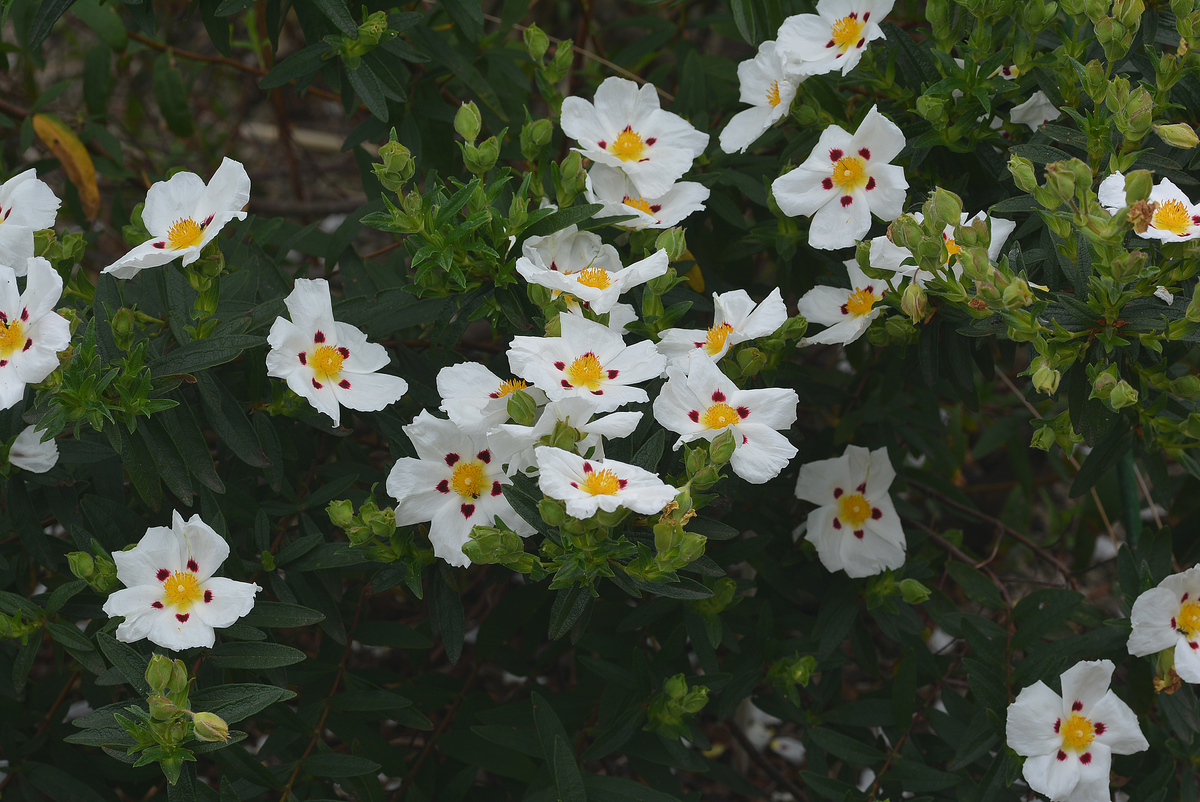 f:id:yuusuget:20190620015810j:plain f:id:yuusuget:20190620015810j:plain