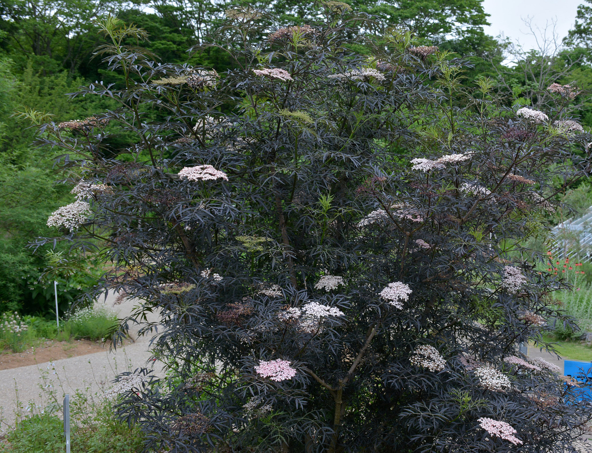 f:id:yuusuget:20190620020436j:plain f:id:yuusuget:20190620020436j:plain