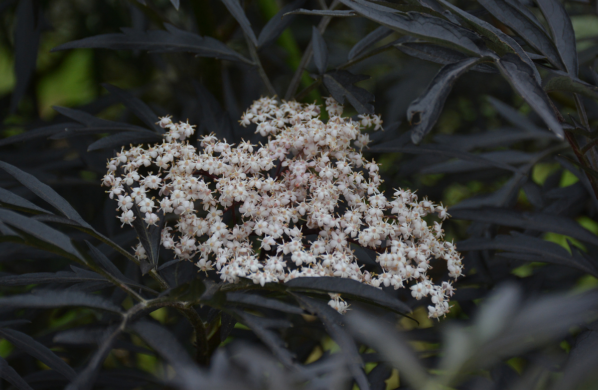 f:id:yuusuget:20190620020453j:plain f:id:yuusuget:20190620020453j:plain