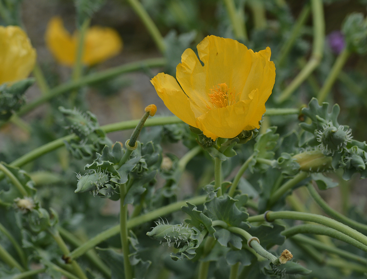 f:id:yuusuget:20190620020611j:plain f:id:yuusuget:20190620020611j:plain