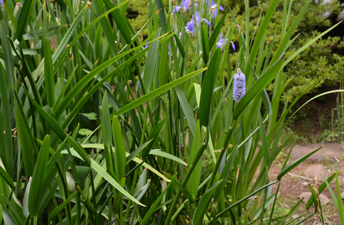 f:id:yuusuget:20190620020646j:plain f:id:yuusuget:20190620020646j:plain