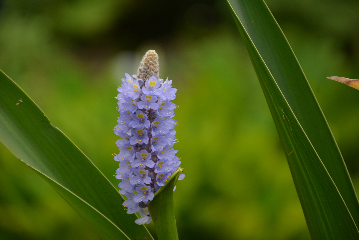 f:id:yuusuget:20190620020709j:plain f:id:yuusuget:20190620020709j:plain