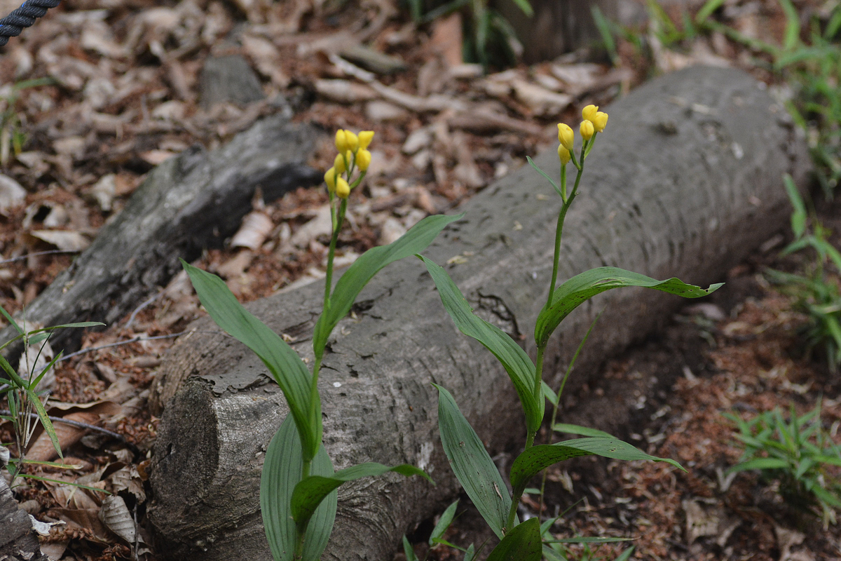 f:id:yuusuget:20190621015328j:plain f:id:yuusuget:20190621015328j:plain