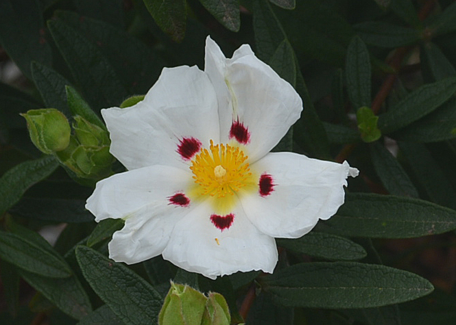 f:id:yuusuget:20190621165108j:plain f:id:yuusuget:20190621165108j:plain