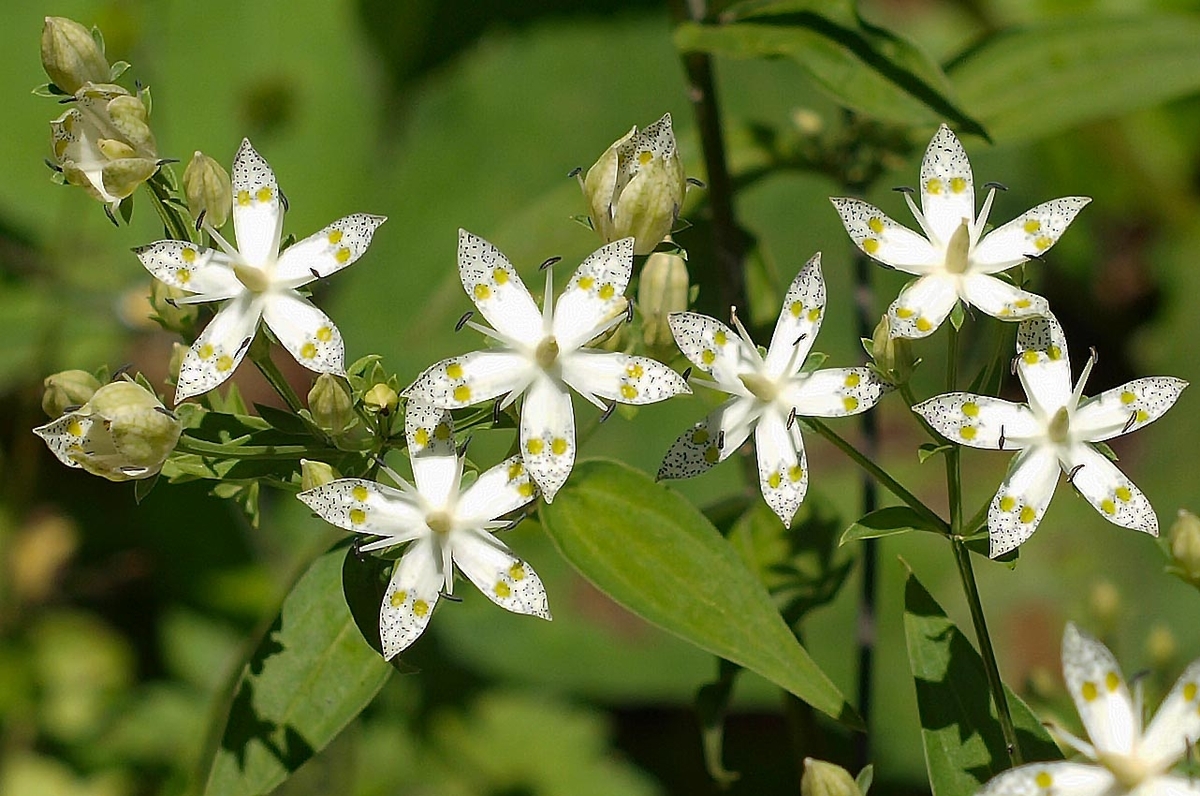 f:id:yuusuget:20191021004034j:plain f:id:yuusuget:20191021004034j:plain