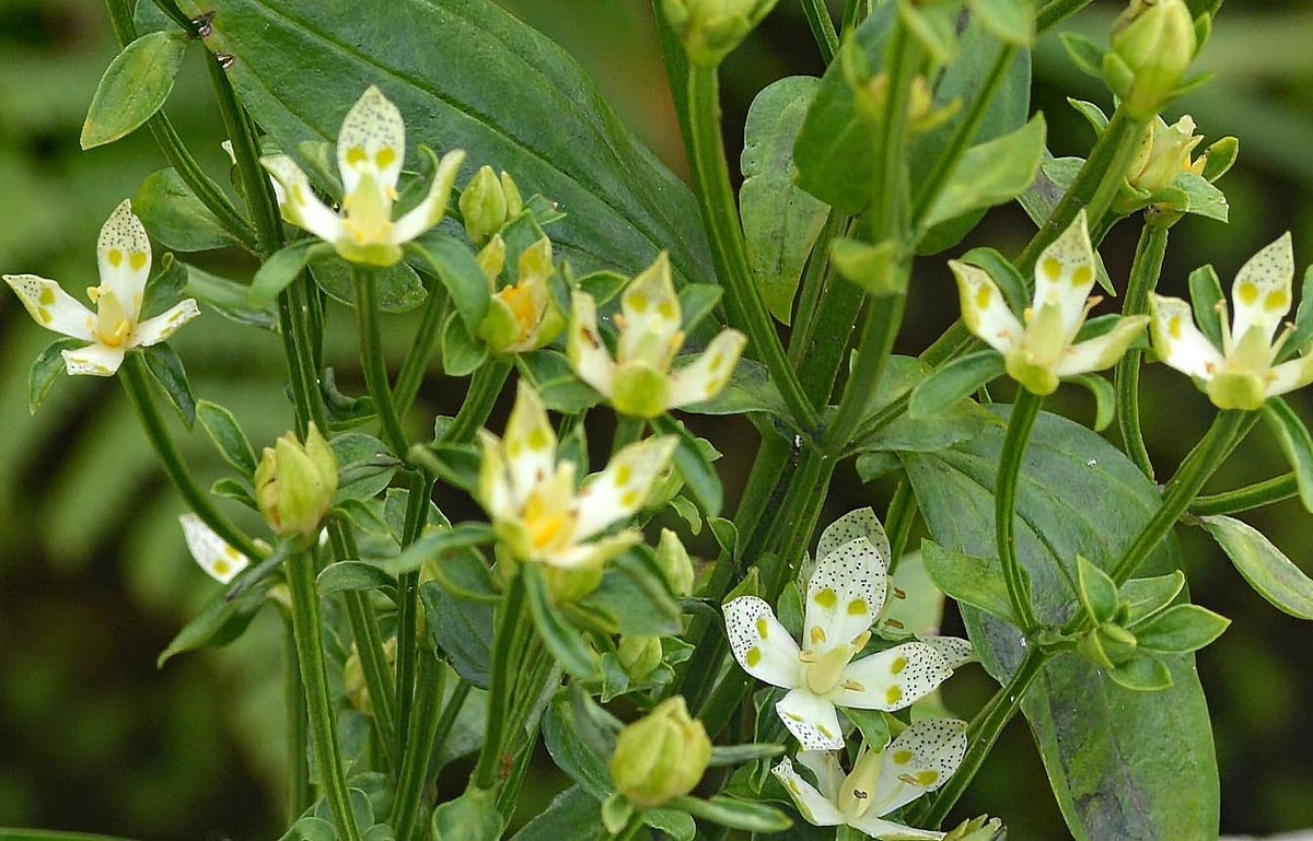 f:id:yuusuget:20191021005422j:plain f:id:yuusuget:20191021005422j:plain