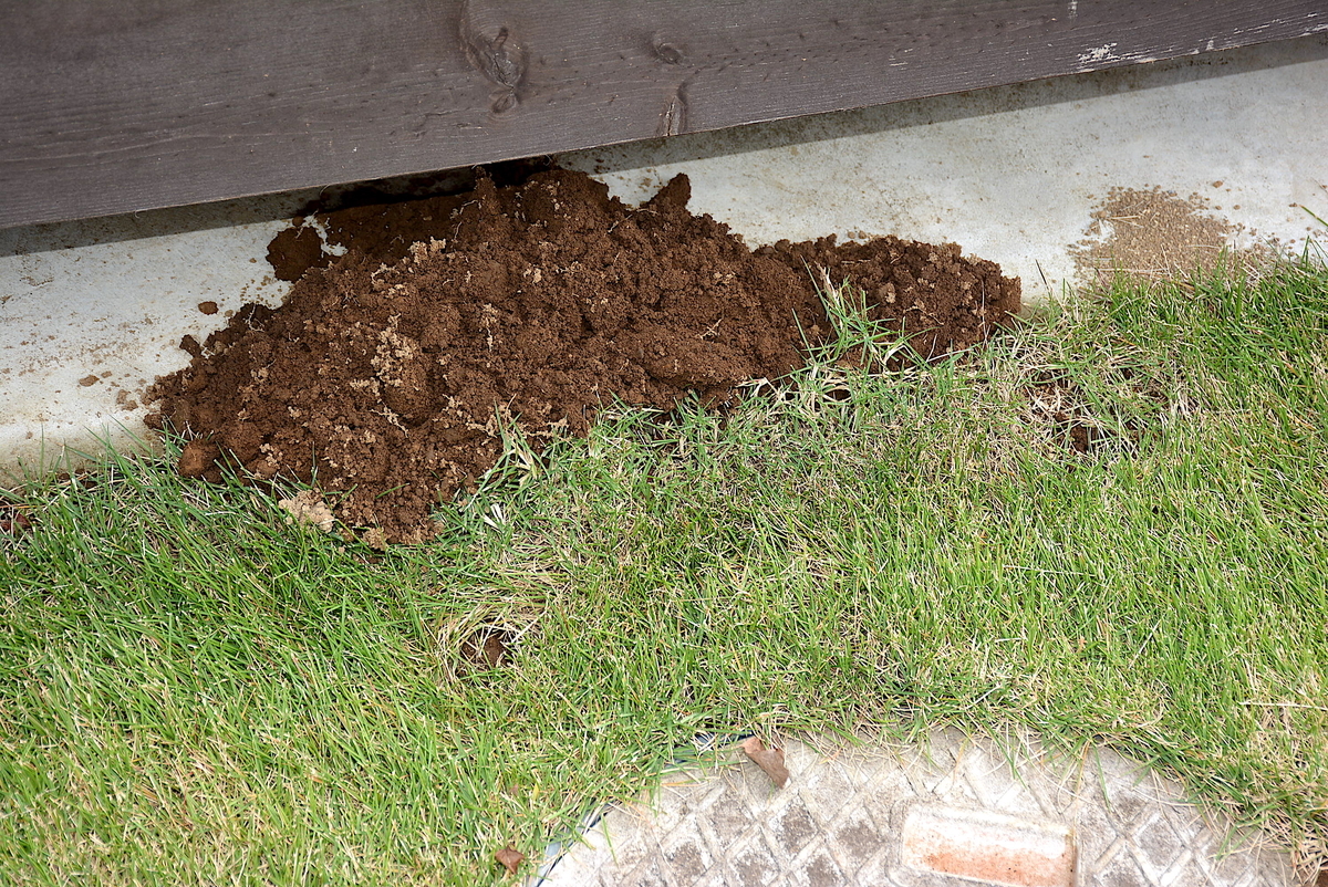 f:id:yuusuget:20201116012602j:plain